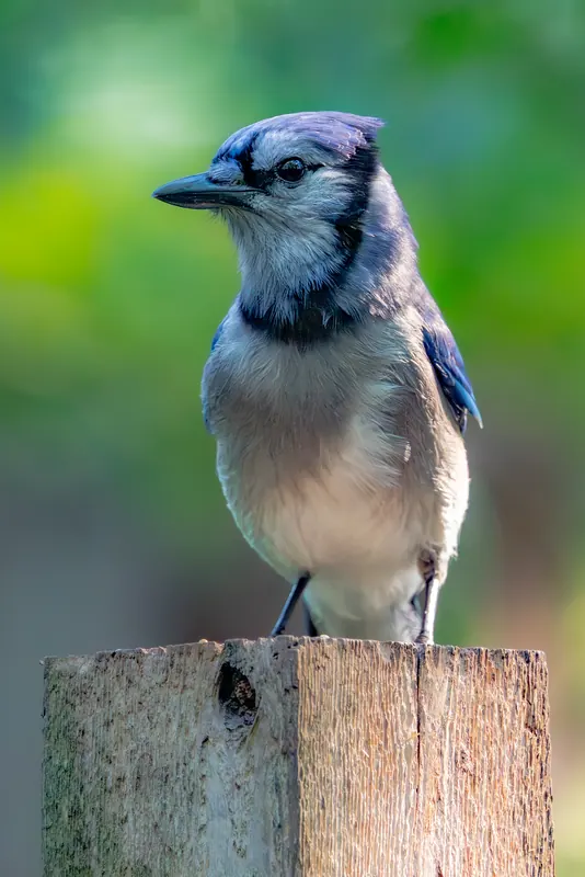 Blue Jay, Jul 5, 2026