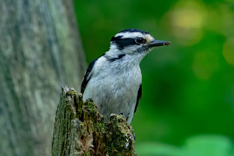 Downy Woodpecker, Jul 5, 2026