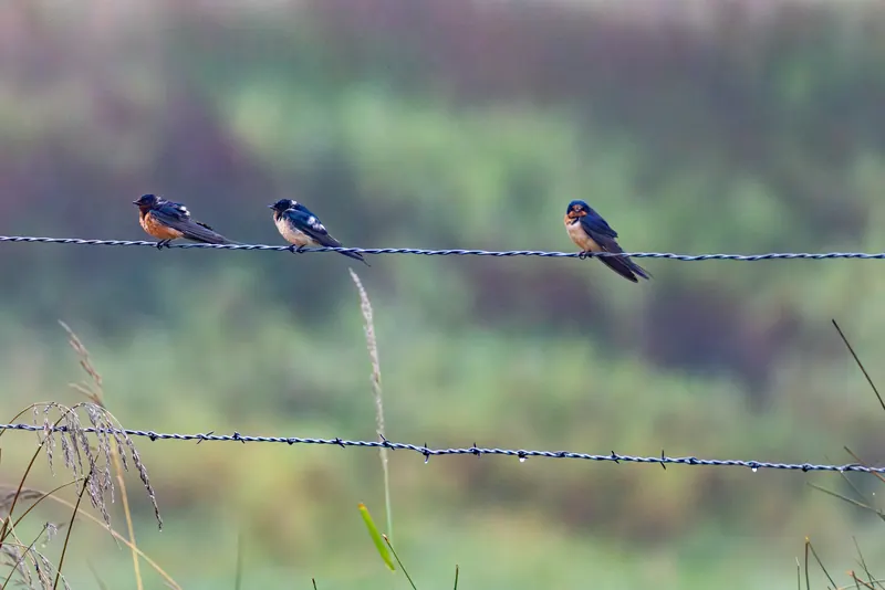 Barn Swallows, Aug 8, 2026