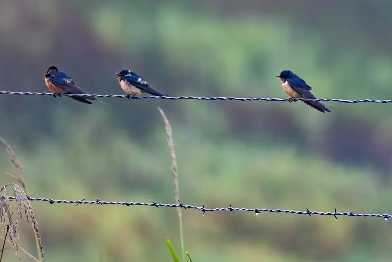 Barn Swallows, Aug 8, 2026