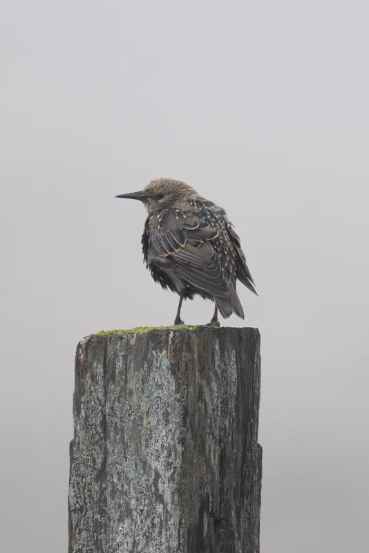 European Starling, Aug 8, 2026