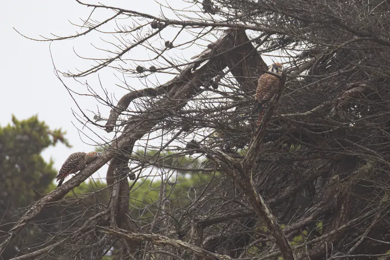 American Kestrel, Aug 8, 2026