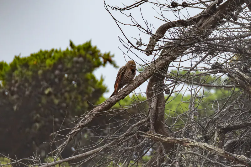 Northern flicker, Aug 8, 2026