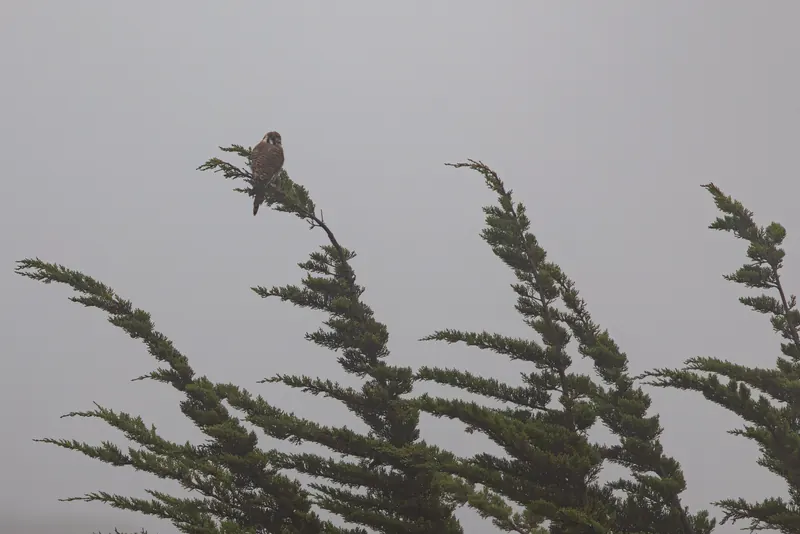 American Kestrel, Aug 8, 2026
