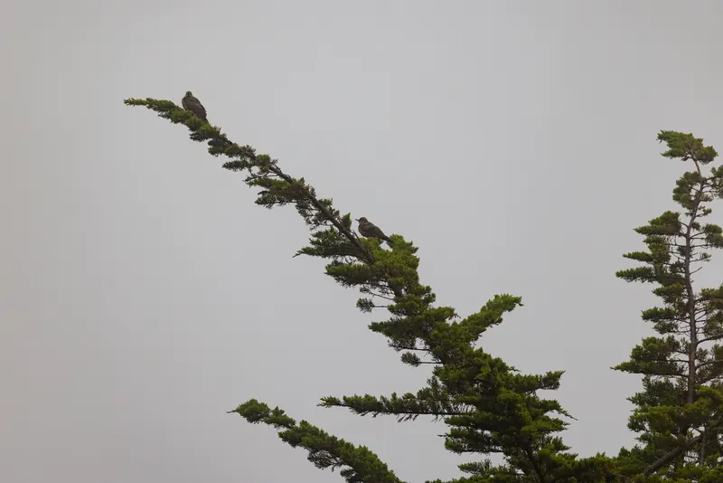 American Kestrel, Aug 8, 2026