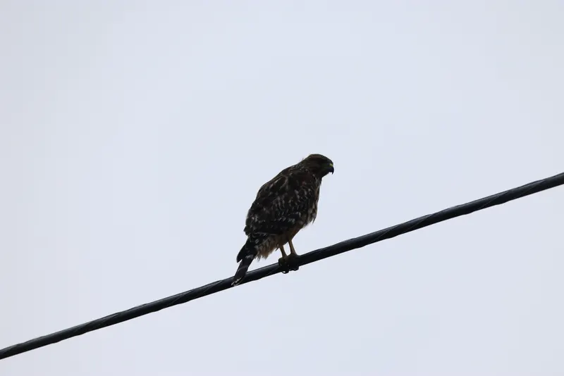 Red-shouldered hawk, Aug 8, 2026