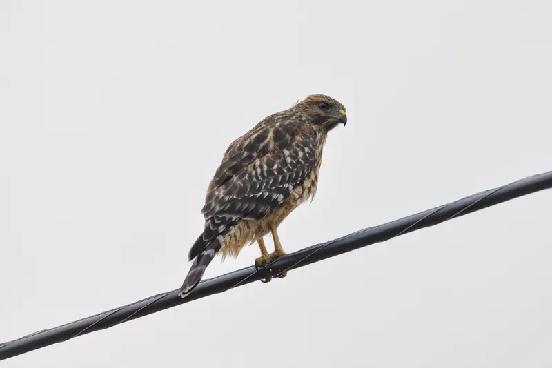 Red-tailed Hawk, Aug 8, 2026