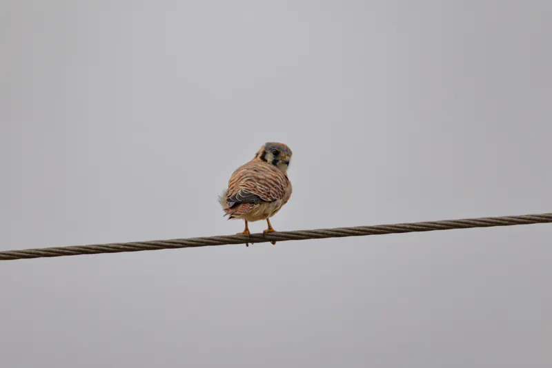 American Kestrel, Aug 8, 2026
