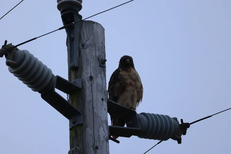 Red-tailed Hawk, Aug 8, 2026