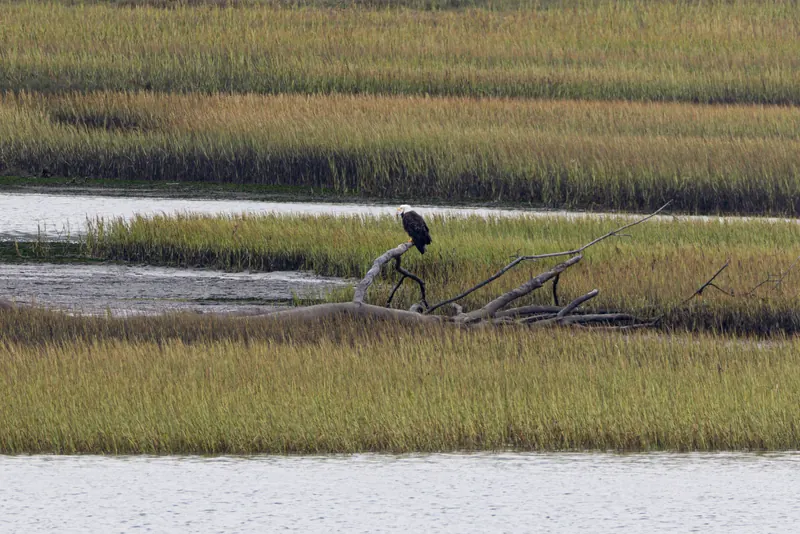 Bald Eagle, Aug 8, 2026
