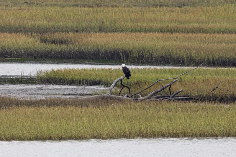 Bald Eagle, Aug 8, 2026