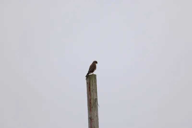 Red-shouldered hawk, Aug 8, 2026