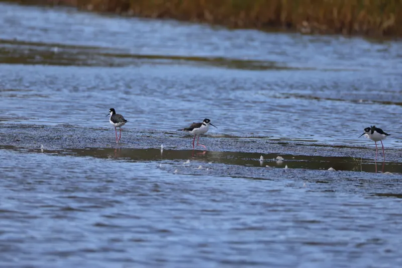 Black-necked Stilt, Aug 8, 2026