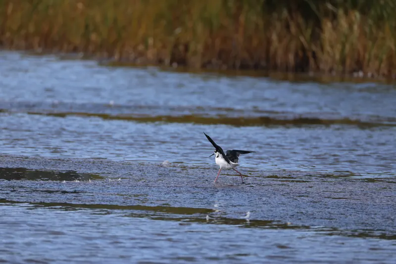 Black-necked Stilt, Aug 8, 2026