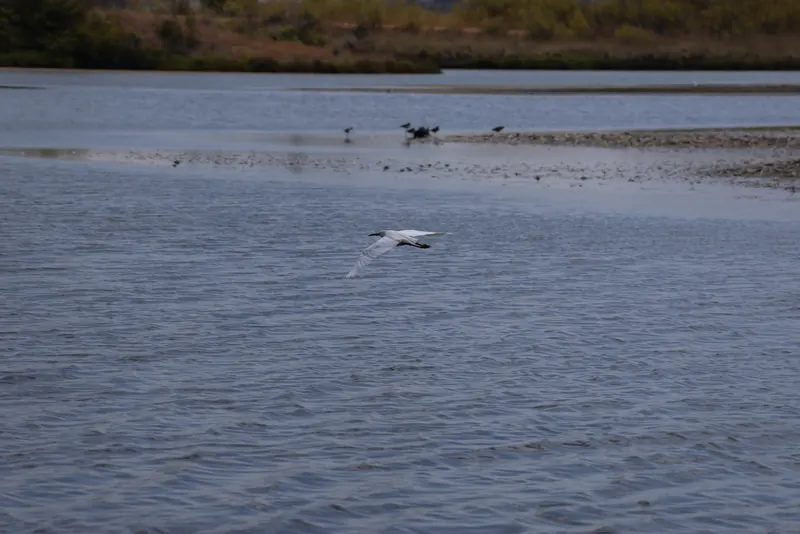 Snowy Egret, Aug 8, 2026