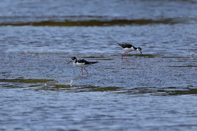 Black-necked Stilt, Aug 8, 2026