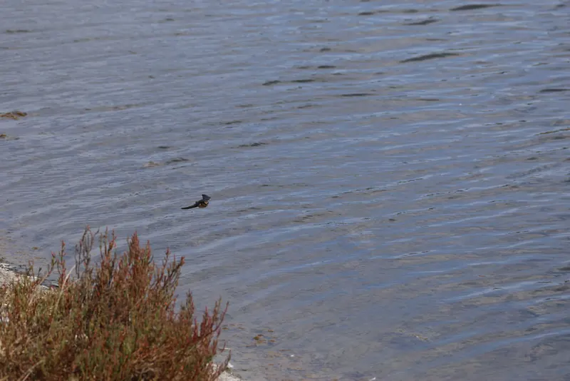 Barn Swallows, Aug 8, 2026