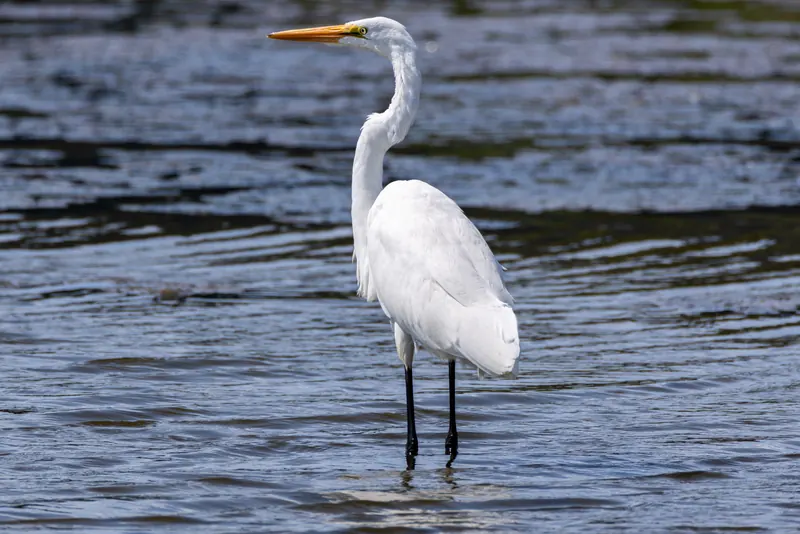 Great Egret, Aug 8, 2026