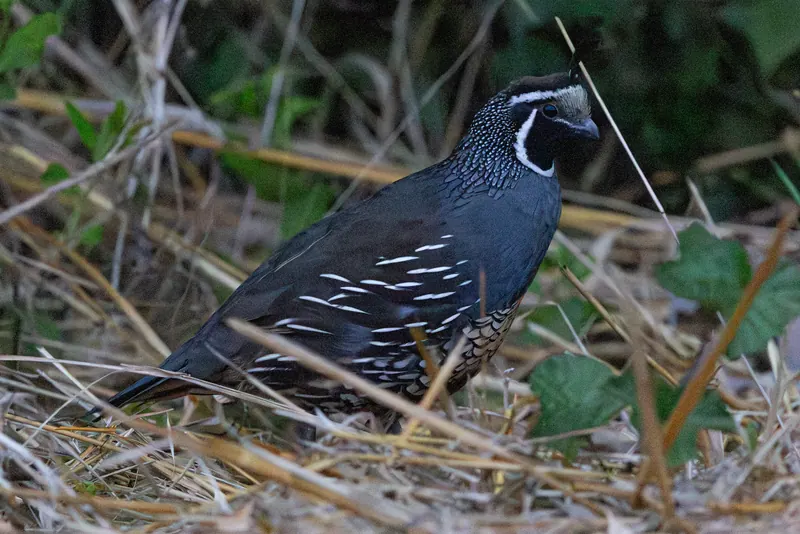 California Quail, Aug 8, 2026