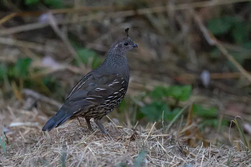 California Quail, Aug 8, 2026