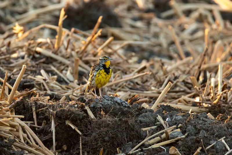 Western Meadowlark, Sep 18, 2026