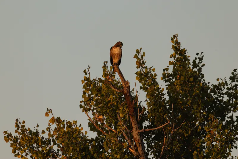 Red-tailed Hawk, Sep 18, 2026