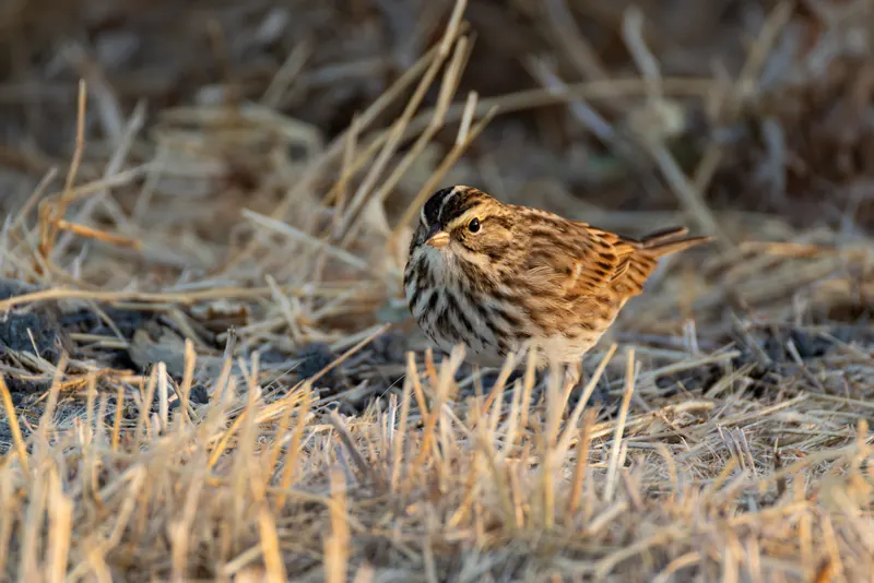 Song Sparrow, Sep 18, 2026