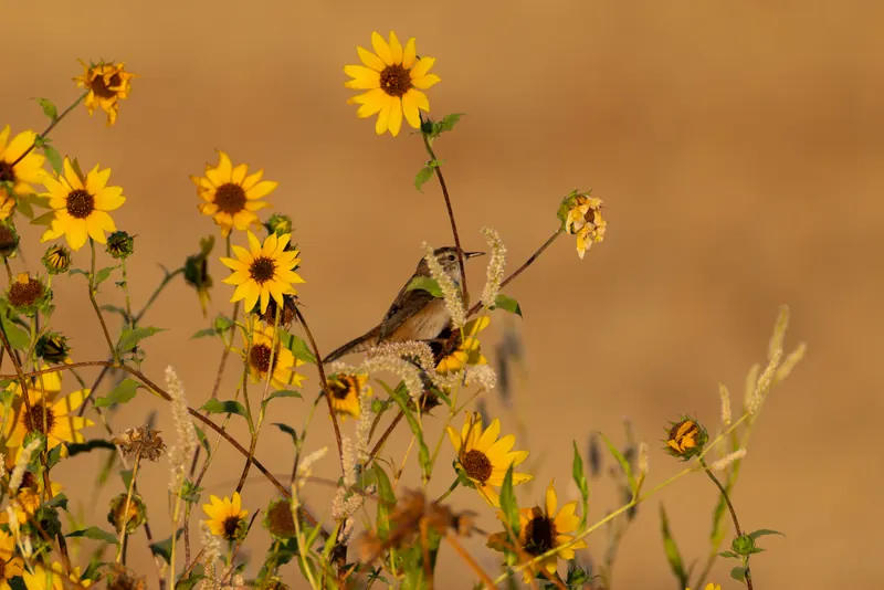 Marsh Wren, Sep 18, 2026