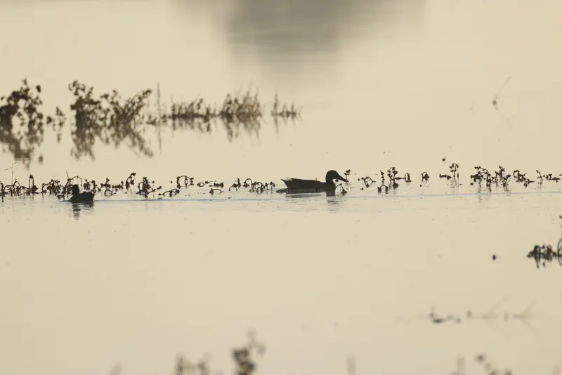 Northern Shoveler, Sep 18, 2026