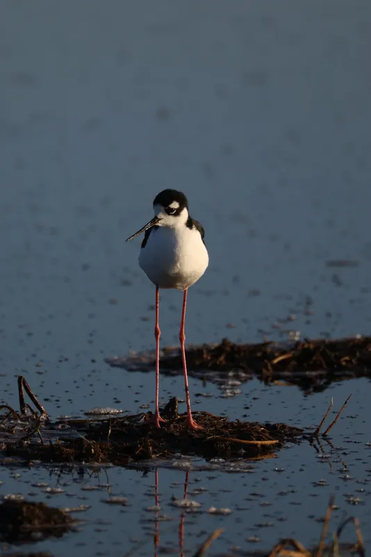 Black-necked Stilt, Sep 18, 2026