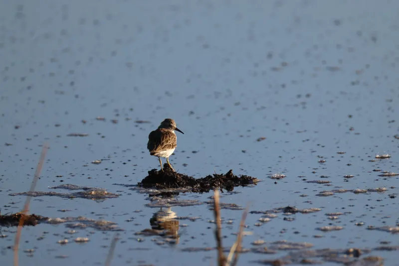 Least sandpiper, Sep 18, 2026