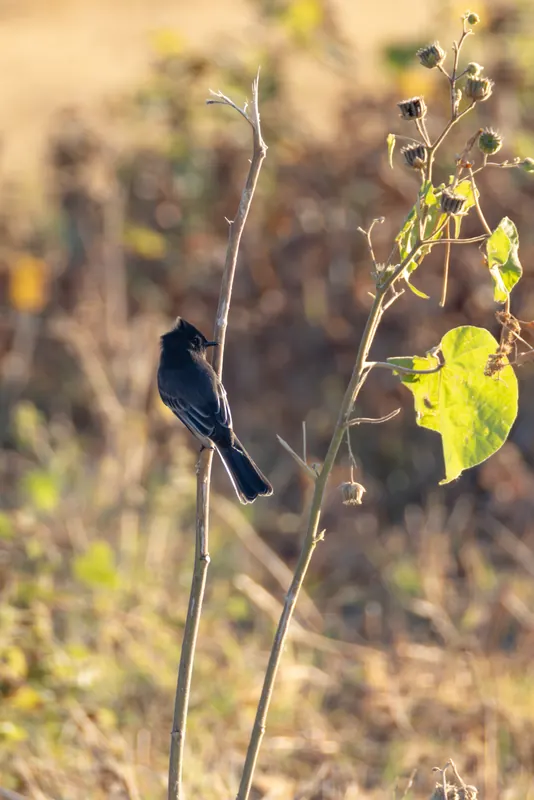 Black Phoebe, Sep 18, 2026