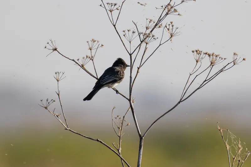 Black Phoebe, Sep 18, 2026