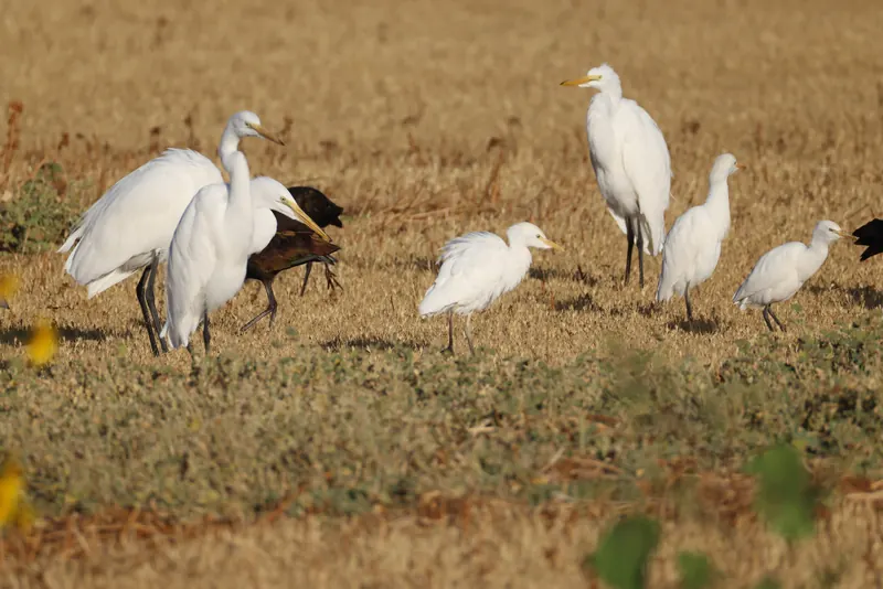 Western Cattle Egret, Sep 18, 2026