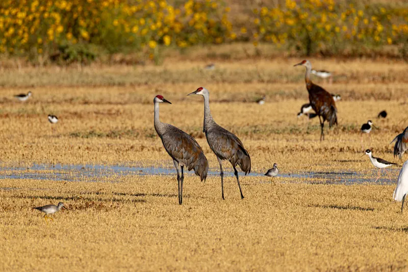 Sandhill crane, Sep 18, 2026