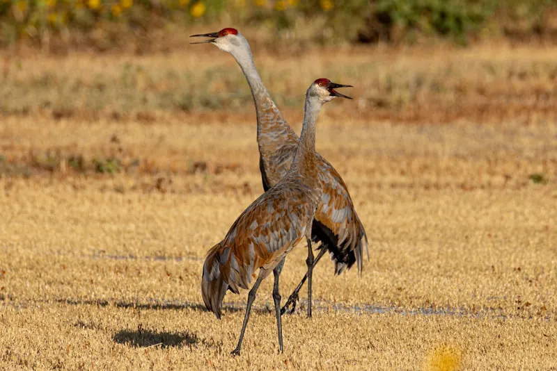 Sandhill crane, Sep 18, 2026