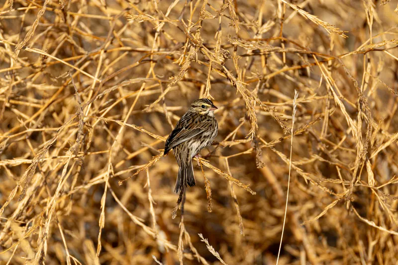 Savannah Sparrow, Sep 18, 2026