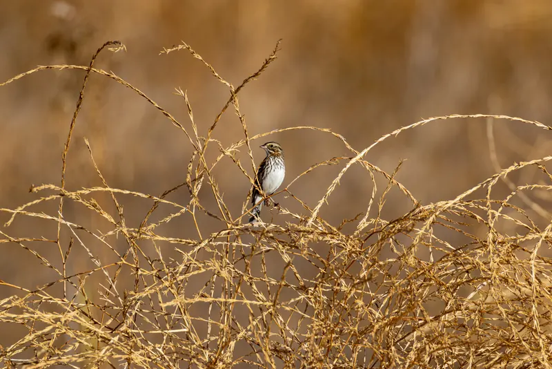 Savannah Sparrow, Sep 18, 2026