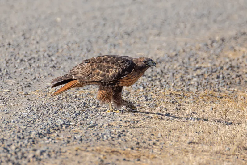 Red-tailed Hawk, Sep 18, 2026