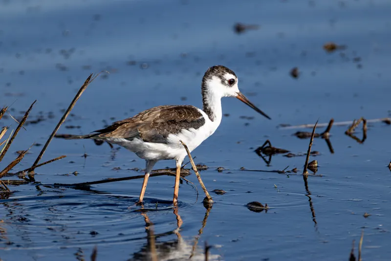 Black-necked Stilt, Sep 18, 2026