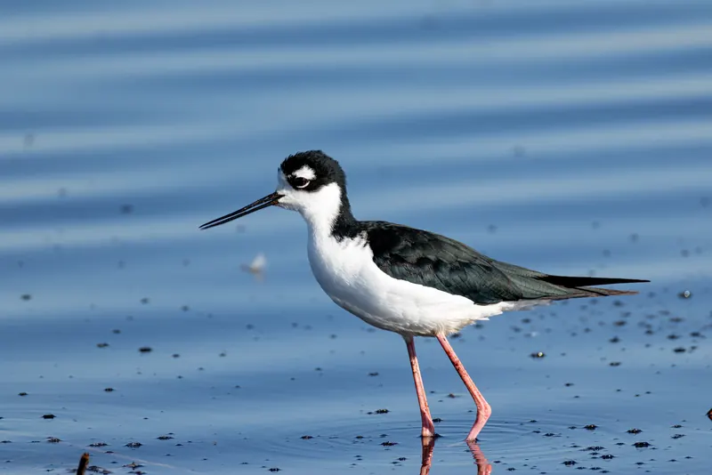 Black-necked Stilt, Sep 18, 2026