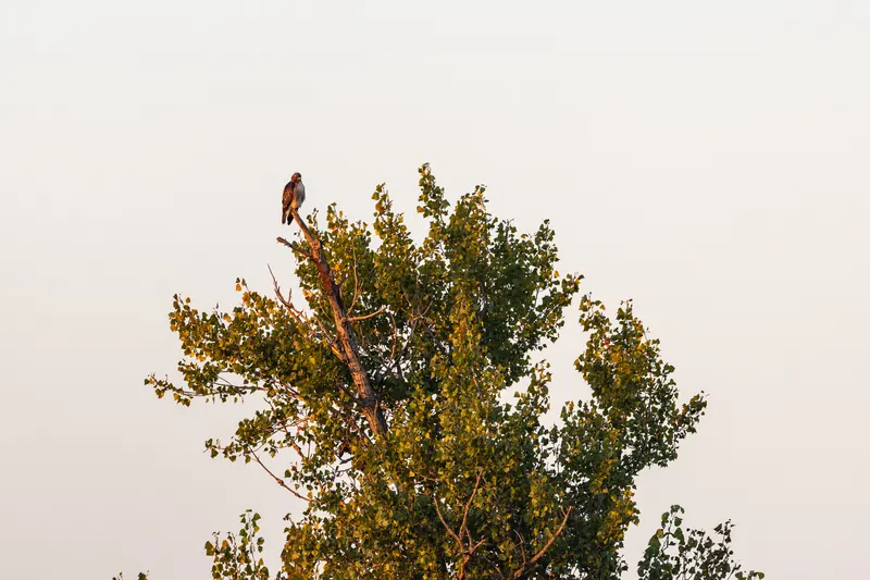 Red-tailed Hawk, Sep 18, 2026