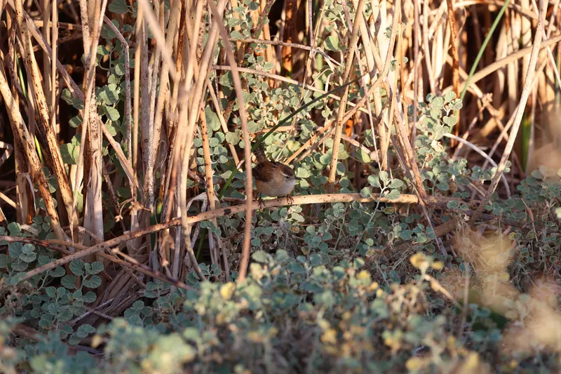 Marsh Wren, Sep 18, 2026
