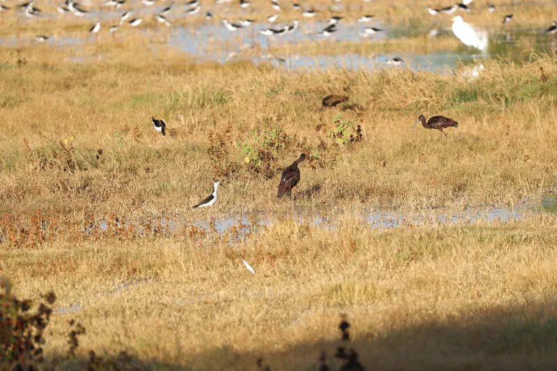 White-faced Ibis, Sep 18, 2026