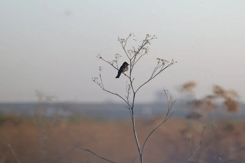 Black Phoebe, Sep 18, 2026