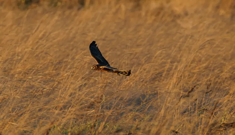 Northern Harrier, Sep 25, 2026