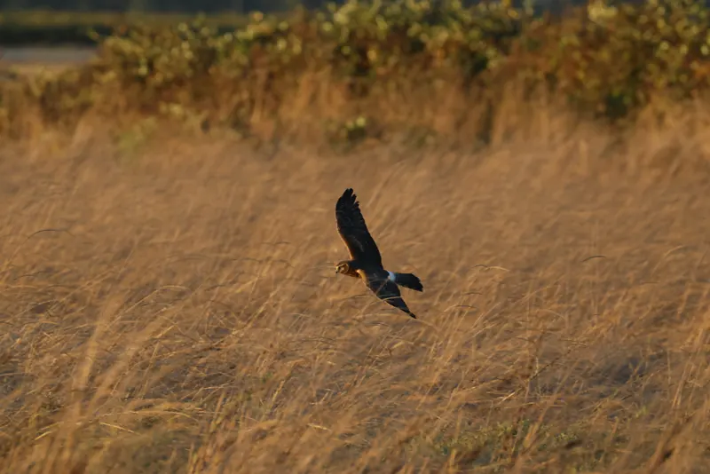 Northern Harrier, Sep 25, 2026