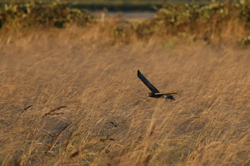 Northern Harrier, Sep 25, 2026