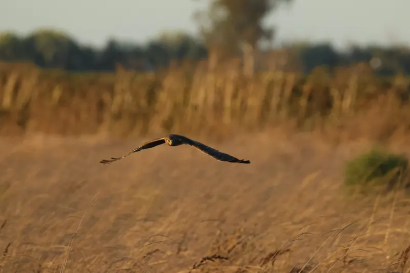 Northern Harrier, Sep 25, 2026