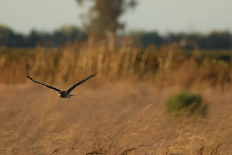 Northern Harrier, Sep 25, 2026